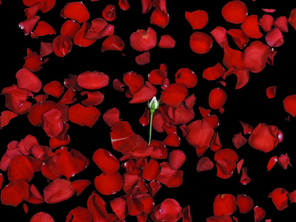 Catharsis booklet back cover (white rosebud on red rose petals)